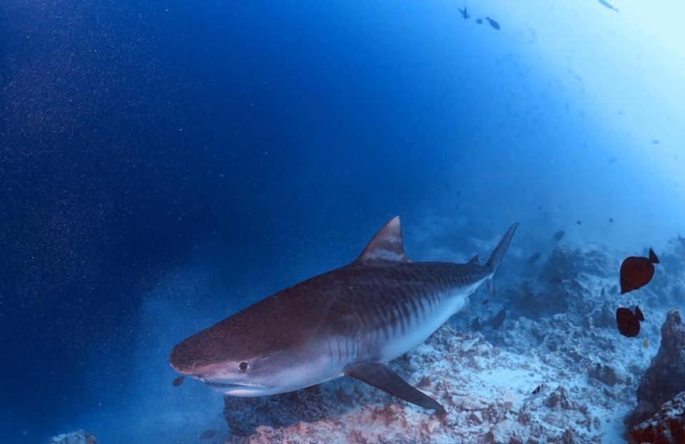 Endhaa, Divers Home Fuvahmulah Buitenkant foto