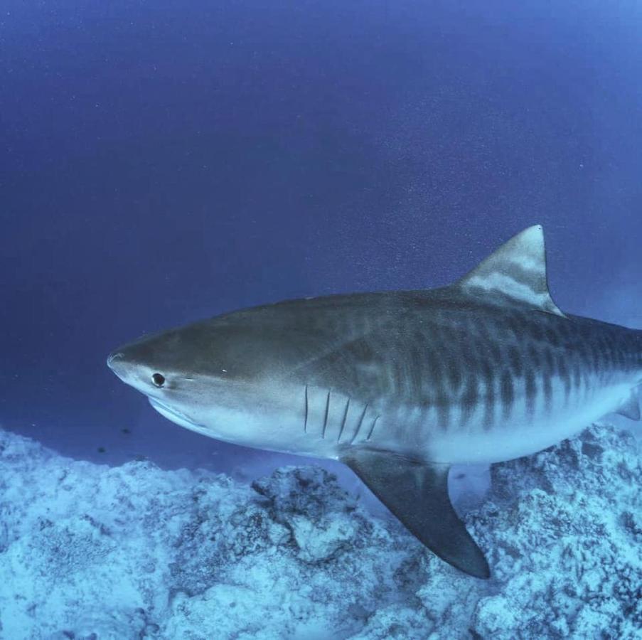 Endhaa, Divers Home Fuvahmulah Buitenkant foto