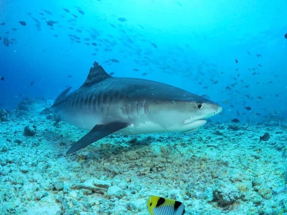 Endhaa, Divers Home Fuvahmulah Buitenkant foto