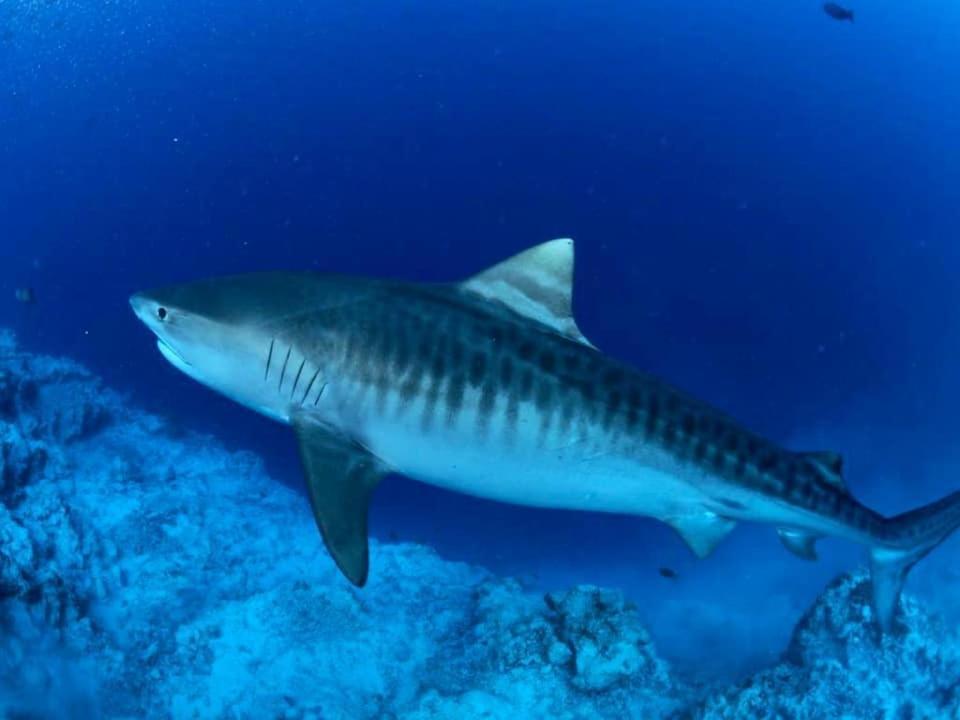 Endhaa, Divers Home Fuvahmulah Buitenkant foto